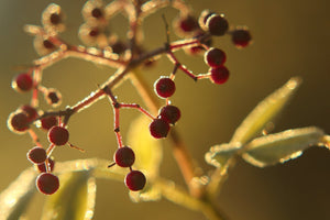 N-acetil cisteina (NAC): 8 beneficii surprinzătoare N-acetil cisteina (NAC): 8 beneficii surprinzătoare