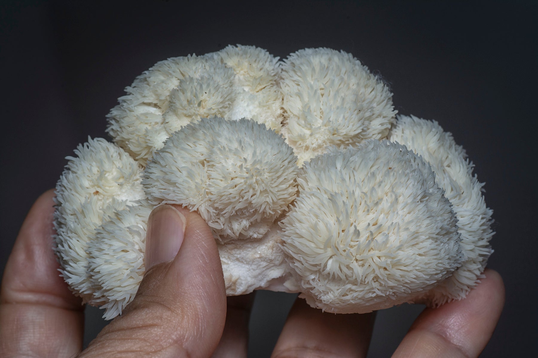 Beneficiile ciupercii coama leului (hericium)