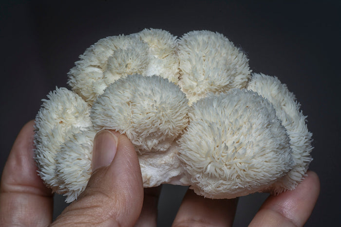 close-up of a hand holding a fresh white lion’s mane mushroom, showing its soft, shaggy texture against a dark background