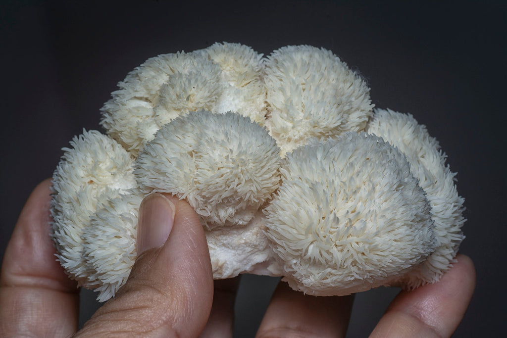 Beneficiile ciupercii coama leului (Hericium)