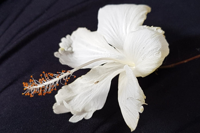 Close-up of a white hibiscus flower showcasing its petals and stamen on a black background