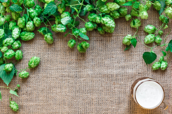  Fresh green hop cones and a glass of beer on burlap 