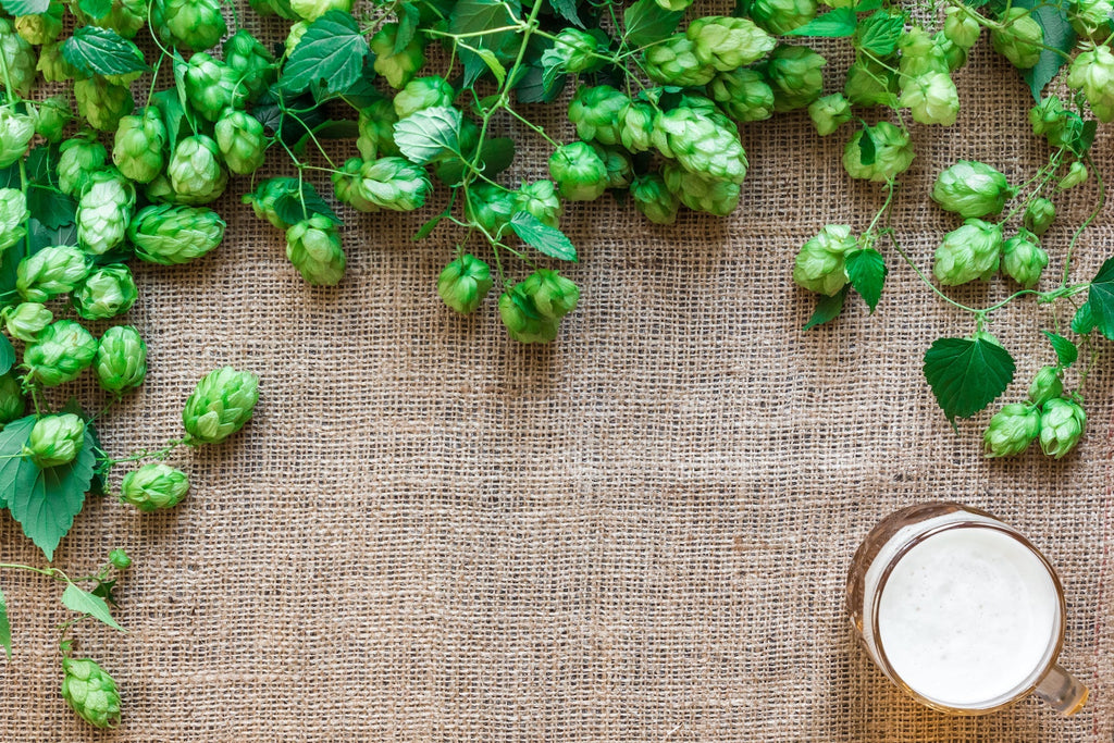 Unlocking the health benefits of hops: From sleep aid to disease prevention