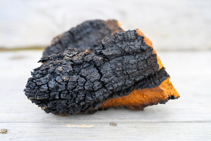close up of raw chaga mushroom on a light wooden surface 